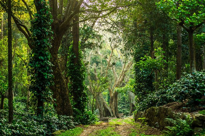  Sebutkan  Jenis Jenis Hutan  Di Indonesia Dan Manfaatnya 