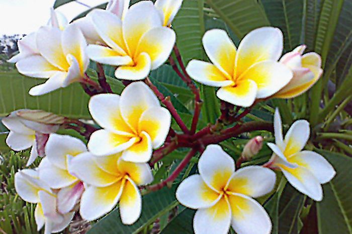 Bunga Kamboja, Cantik tapi Ditakuti Bobo