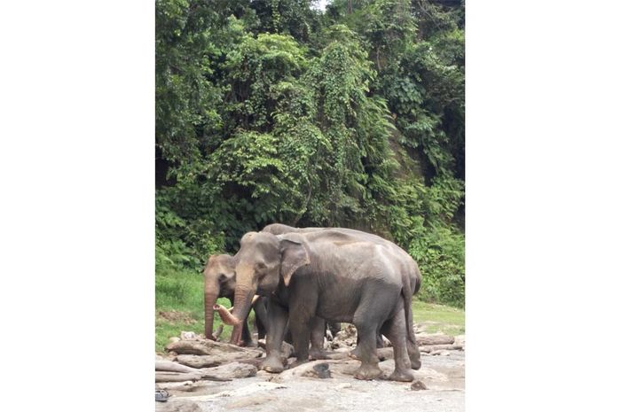 Elephant Flying Squad, Kelompok Gajah Perdamaian Bobo