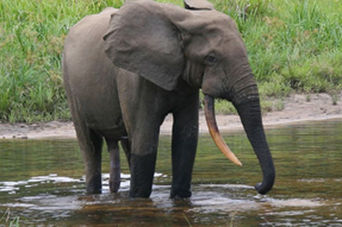 Yuk Mengintip Cara Makan Gajah  Semua Halaman Bobo
