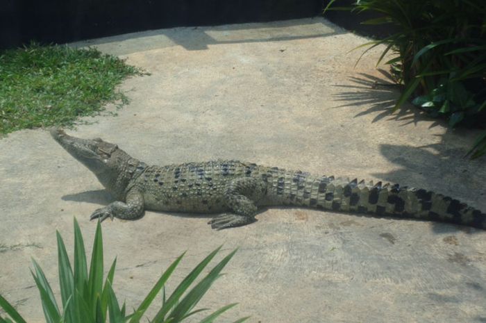 Buaya Papua yang Istimewa Bobo