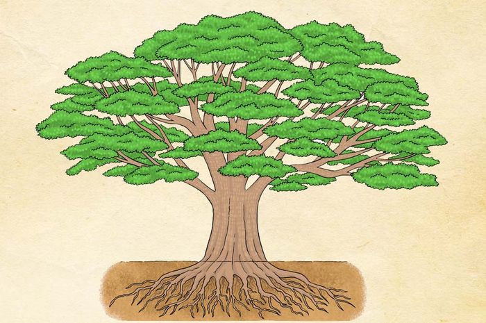 Bagian-bagian Pohon dan Manfaatnya Bagi Kehidupan Kita 