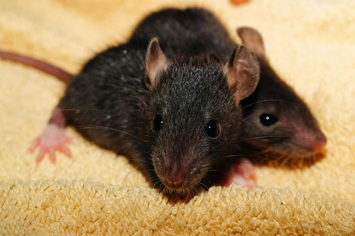 4 Cara Ampuh untuk Mengusir Tikus - Semua Halaman - Bobo