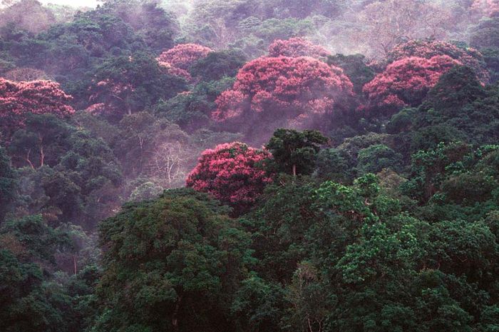 Perubahan Iklim Membuat Hutan Ini Dipenuhi Bunga! Bobo