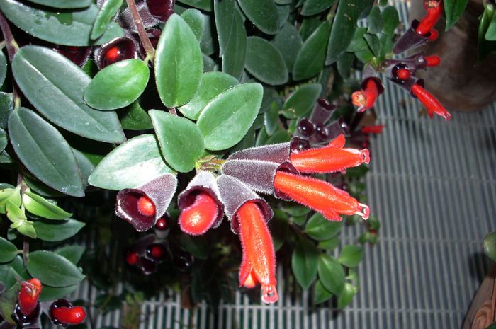 Aeschynanthus Radicant si Bunga Lipstik  Bobo