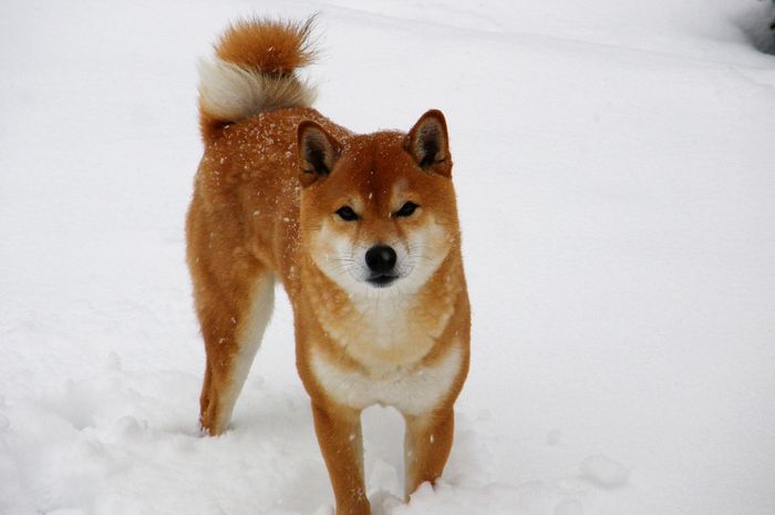 Shiba Inu, Anjing Penjaga Asal Jepang Bobo
