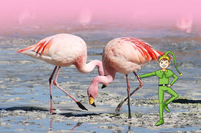 [VIDEO] Fakta Unik Flamingo Bobo