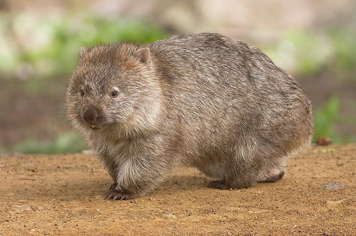 Wombat Hewan  Berkantong  yang  Malas Bergerak Bobo