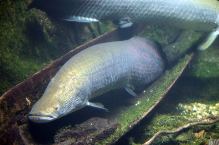Inilah Ikan  Air  Tawar  Terbesar  di Dunia Bobo