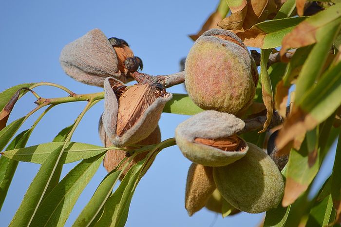 Tahukah Kamu dari Mana Kacang Almond Berasal? Ini Pohonnya 