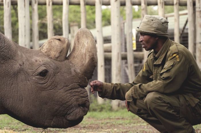 Sudan, Badak Putih Afrika Jantan yang Terakhir Telah Tutup Usia Bobo