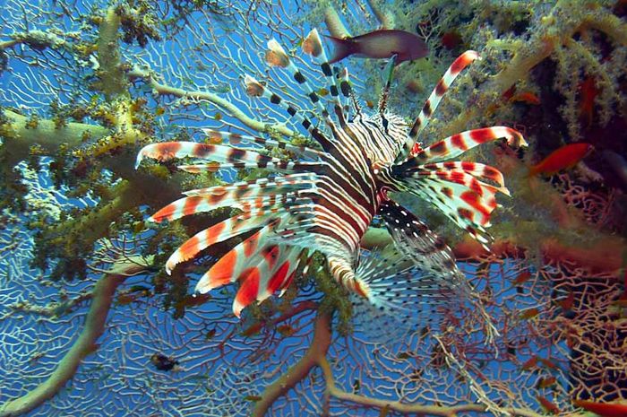 4 Hewan Laut Ini Memang Kecil, Namun Tak Kalah Berbahaya dari Hiu - Bobo
