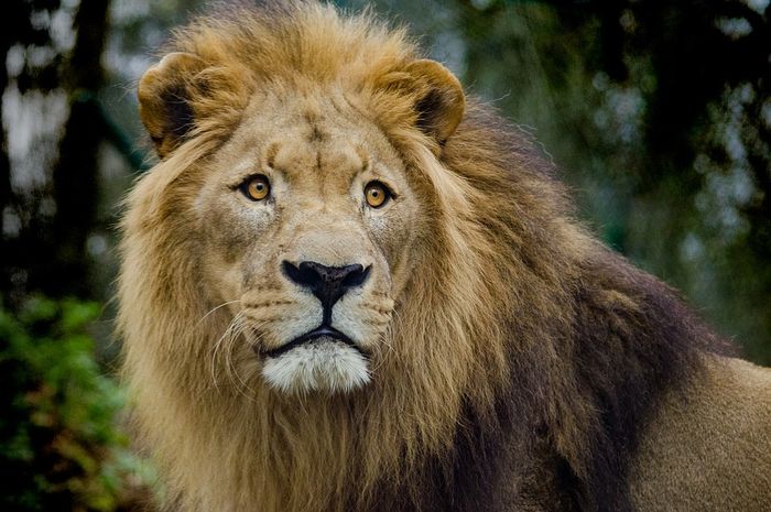 7 Fakta Singa, Hewan yang Aumannya Bisa Terdengar dari 