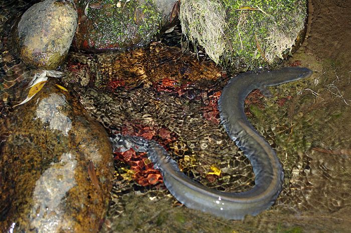European Eel, Belut yang Suka Bermigrasi dan Dapat Hidup Selama 85
