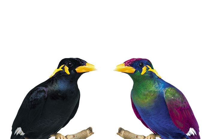 Tetrachormacy, Kelainan yang Membuat Penderitanya Bisa Melihat 100 Juta