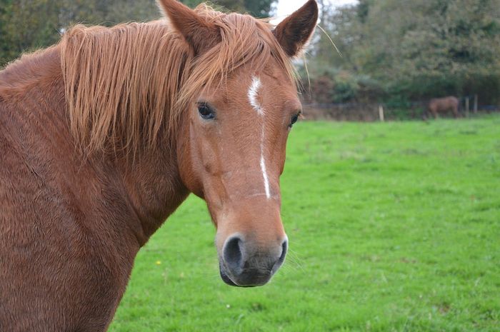 Unduh 44 Gambar Kuda HD Paling Keren - pinstok.com