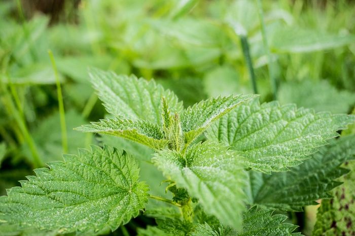 Tumbuhan Berbulu Halus : Daun merupakan suatu bagian tumbuhan yang