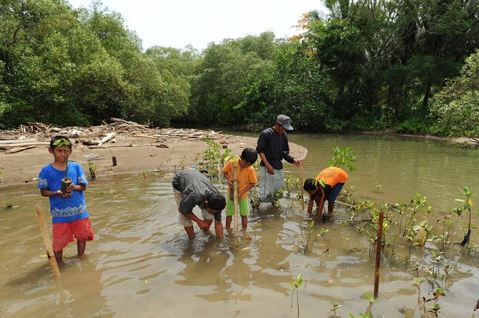 AnakAnak Penjaga Mangrove di Teluk Kiluan Bobo