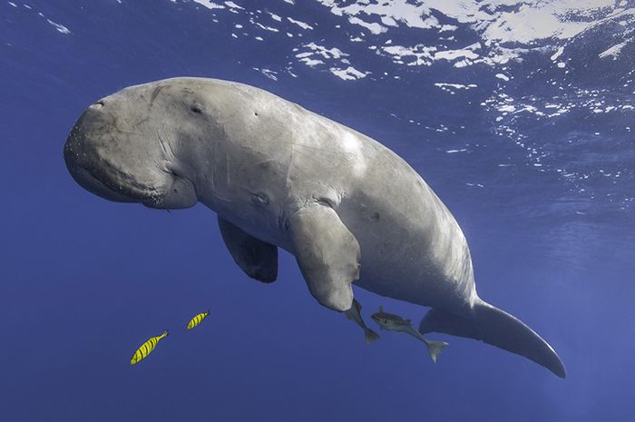 Dugong Si Sapi Laut Bobo