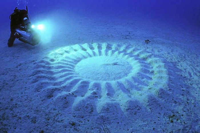 Ternyata Crop Circle Itu Dibuat oleh Ikan Buntal. Bukan Alien Bobo