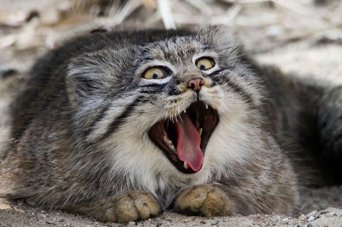 Pallas Cat, Kucing Gemuk Menggemaskan dari Asia Tengah - Bobo