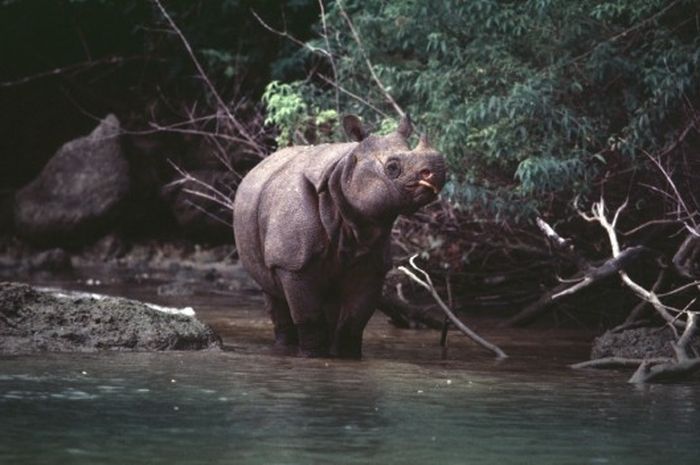 Hanya Tersisa di Ujung Kulon, Inilah Badak Jawa yang Banyak Diburu