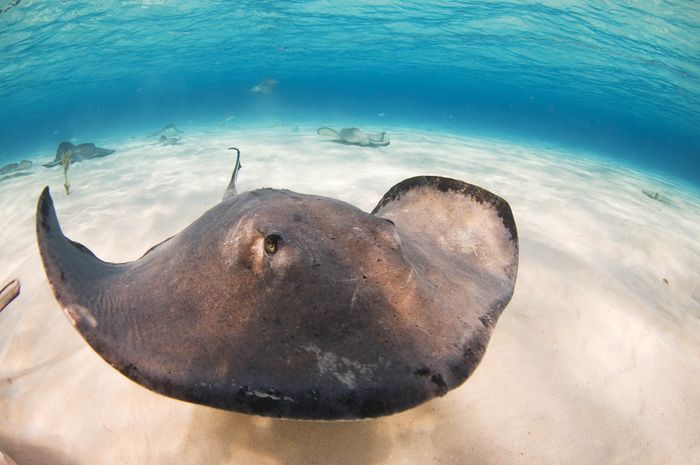 Pari Ikan yang Terbang di Laut Bobo Pari Ikan yang Terbang di Laut Bobo
