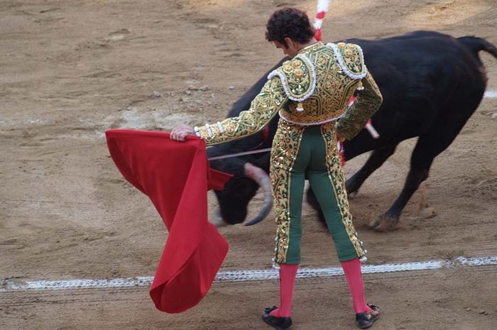 Mengapa Banteng Marah  Ketika Melihat Kain Merah Bobo