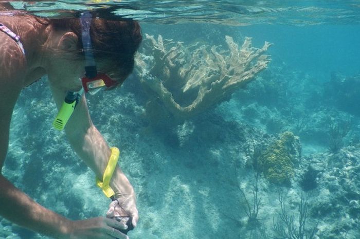 Snorkeling dan diving sama-sama merupakan kegiatan menyelam di laut.