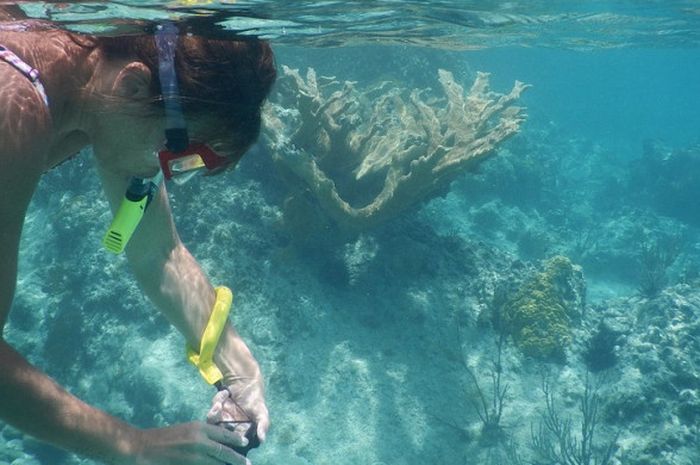 Ternyata Inilah Perbedaan Snorkeling Dan Diving Cari Tahu Yuk Bolasport Com