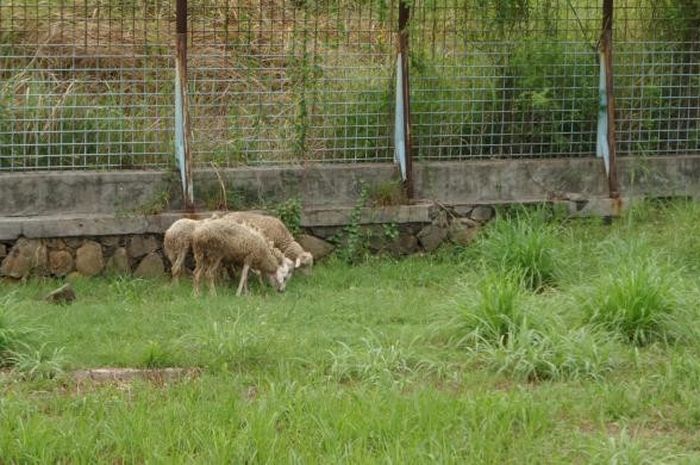 Tiga ekor kambing memakan rumput yang tumbuh di dalam area Stadion Benteng, Tangerang, yang tidak te