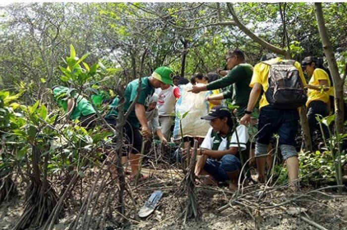 Bonek Garis Hijau melakukan penghijauan di hutan mangrove Wonorejo