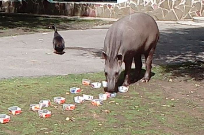 Cleopatra, tapir di Kebun Binatang Limpopo yang meramalkan laga final Piala Dunia 2018.