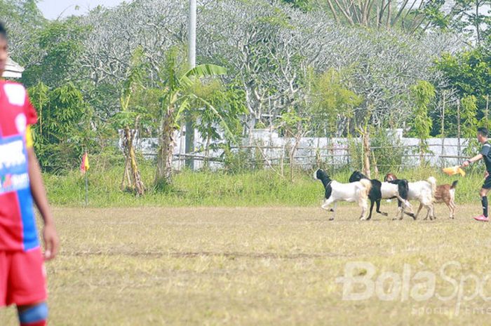 Gerombolan kambing memasuki lapangan Djagung Kedungkandang, Kota Malang, diusir wasit yang tengah memimpin jalannya pertandingan kompetisi U-15 Askot PSSI Kota Malang yang mempertemukan Arema FC U-15 dan Porma pada Jumat (28/7/2017).