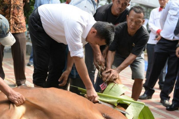 Menpora Imam Nahrawi menyembelih langsung hewan kurban di halaman masjid Kemenpora Republik Indonesia