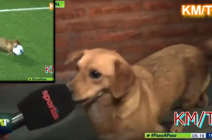 Seekor anjing kecil diwawancarai oleh salah satu stasiun televisi Argentina setelah masuk lapangan dan bermain bola di laga antara San Lorenzo dan Arsenal pada Minggu (17/9/2017) di Stadion Pedro Bidega&iacute;n, Capital Federal, Ciudad de Buenos Aires.