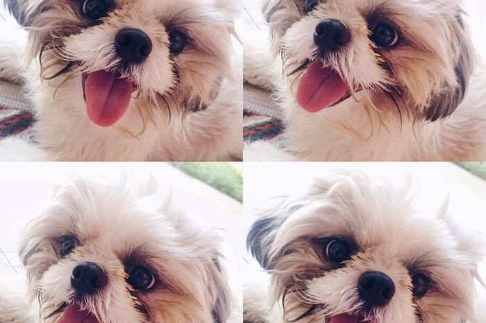 5 Anjing Paling Ramah Buat Dipelihara Semua Halaman Cewekbanget