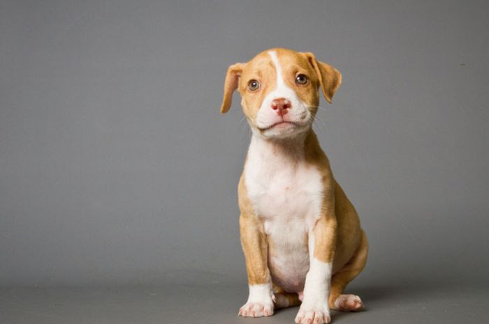 20++ Jenis anjing peliharaan gambar anjing lucu information