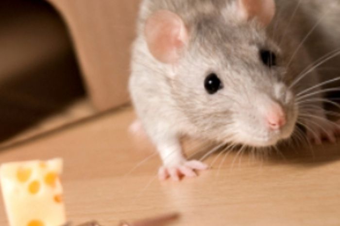 Cara mengusir tikus instan