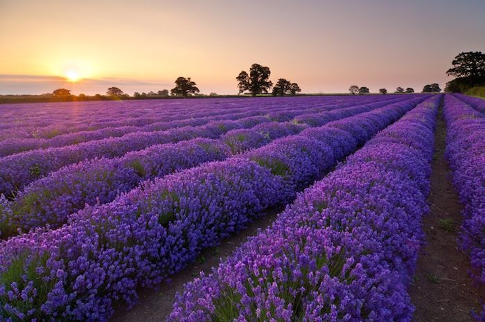 Pemandangan Bunga  Lavender  Gambar Viral HD