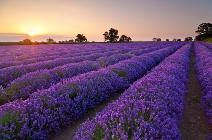 Pemandangan Bunga  Lavender  Gambar Viral HD