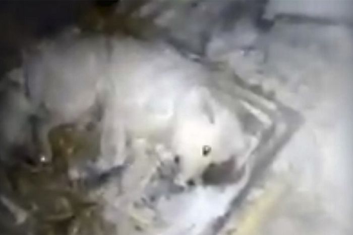 Tega Banget Seekor Anjing Membeku Kedinginan Di Luar Rumah