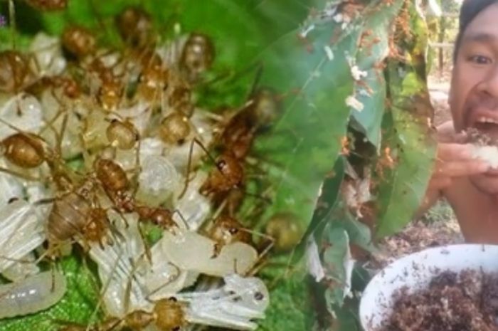 Aksi Makan Kroto Vlogger Ini Viral Lihat Ekspresinya Grid