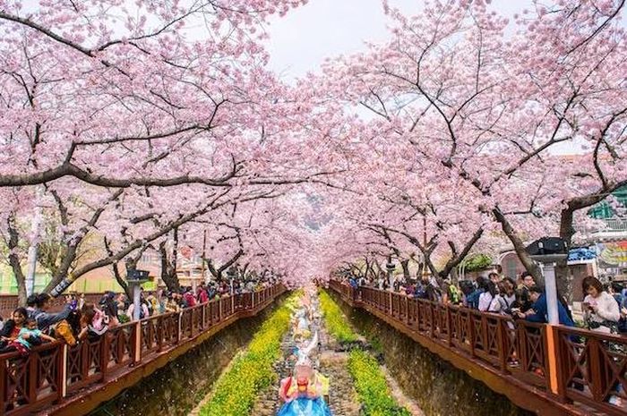 Terkeren 19+ Gambar Bunga Sakura Di Korea Selatan