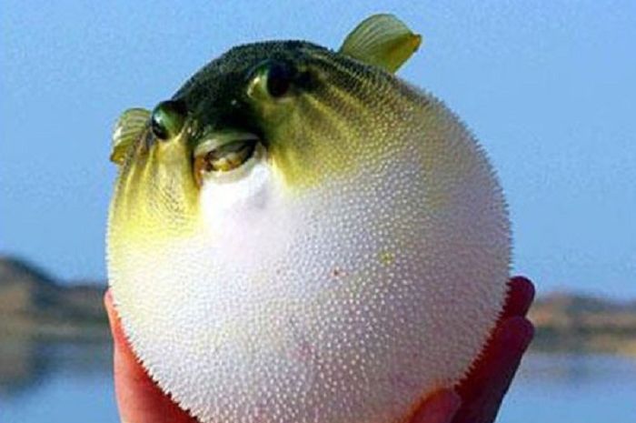 Sketsa Gambar Ikan Buntal - Gambar Ikan HD