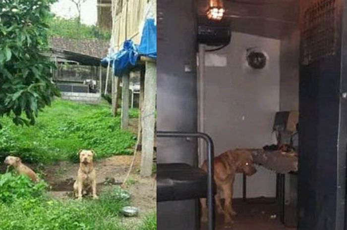 840 Gambar Kolase Anjing Gratis Terbaik