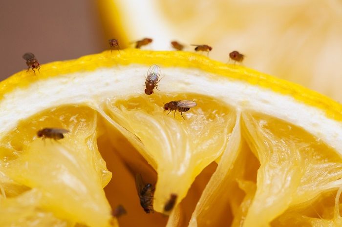 570 Koleksi Gambar Gambar Hewan Dan Buah Terbaik
