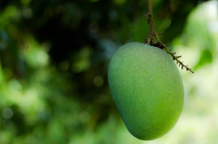 5 Manfaat Mengagumkan Di Balik Kecutnya Mangga Muda Semua