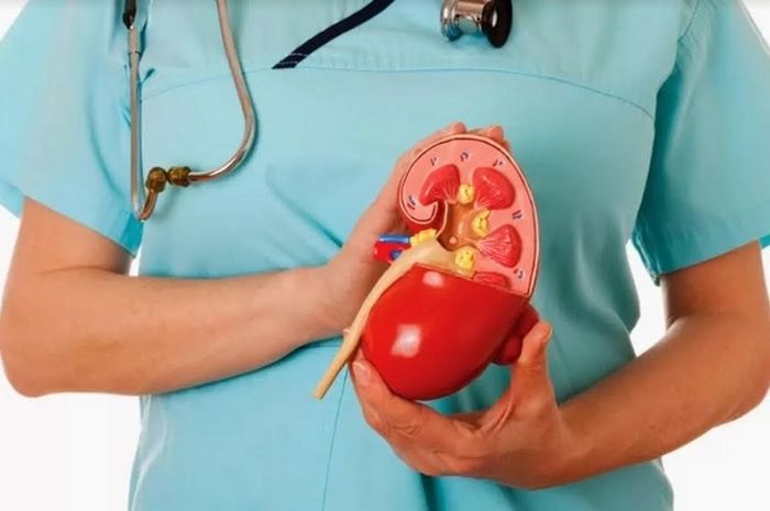 Unduh 7100 Gambar Ginjal Orang Paling Baru Gratis