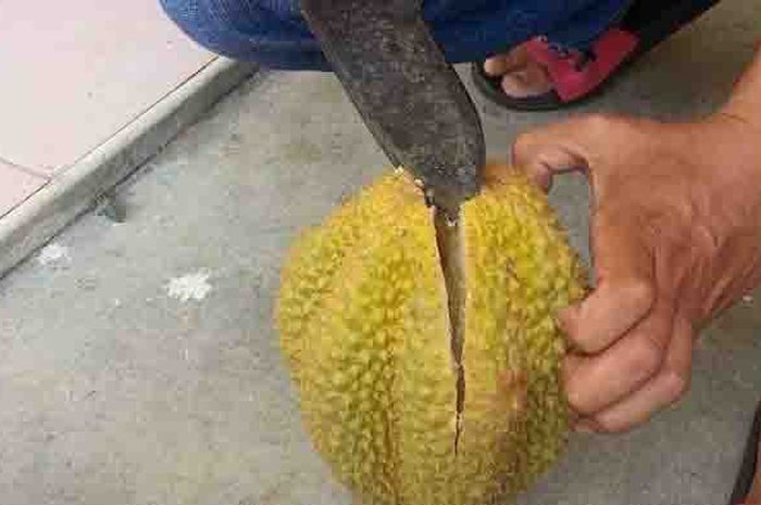 Download 40 Koleksi Gambar Durian Gokil Terbaik HD